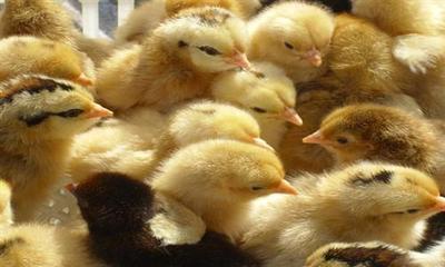 2013年8月27日禽苗市场动态 柴鸡苗供需信息深度解析