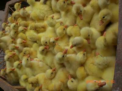 从鸭苗到禽苗 小型家禽养殖的入门指南