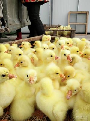 禽苗繁育 现代养殖业的基础与未来