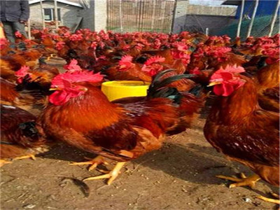 禽苗——养殖业的起点与未来