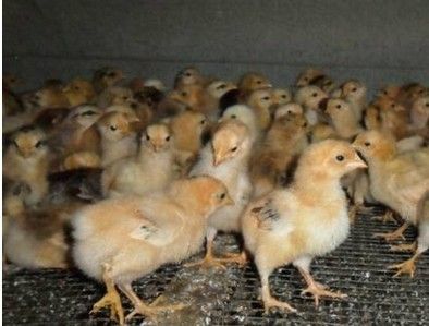 江苏省安顺鸡苗孵化场 专业禽苗孵化与优质服务
