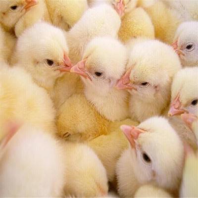 本庄瑶鸡苗孵化基地 区域禽苗市场的重要引擎