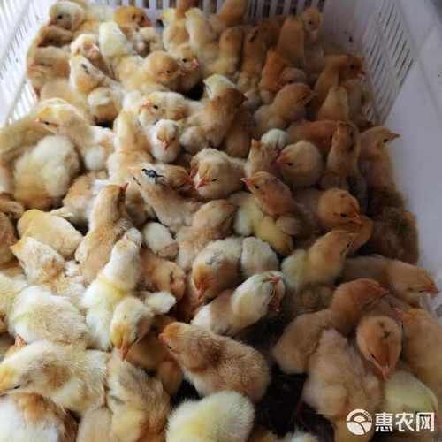 苏禽土鸡改良3号鸡苗批发价格及品种优势详解